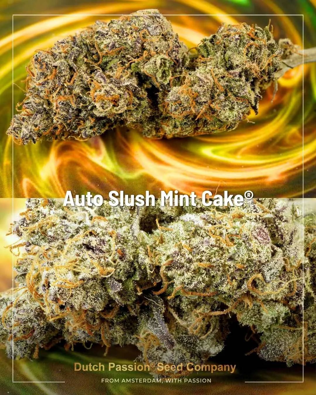 Auto Slush Mint Cake by Dutch Passion Dried Buds